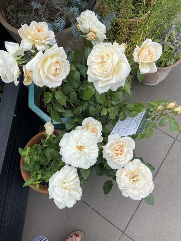 Champagne Moment Rose - 60th Birthday Rose