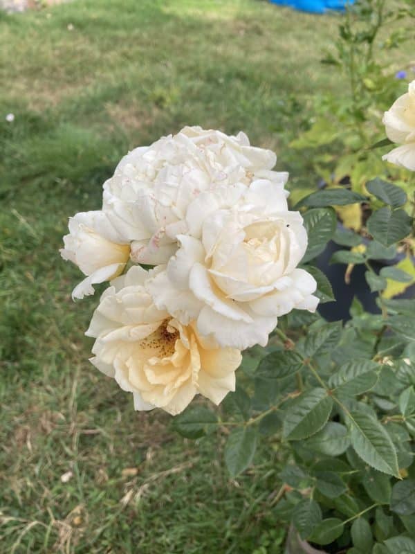 Little Angel Rose
