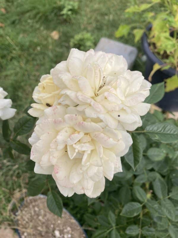 Little Angel Rose