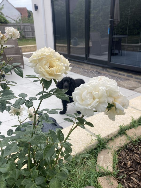 Little Angel Rose