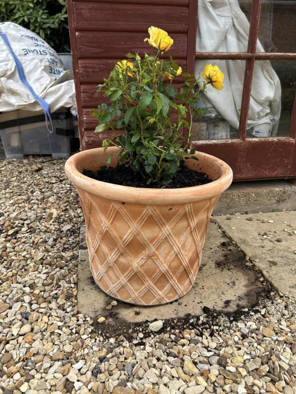 Grandma's Rose - Birthday Gifts For Grandma