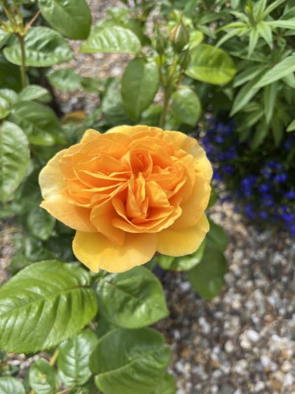 Gift Planted 80th Birthday Rose In Large Willow Basket
