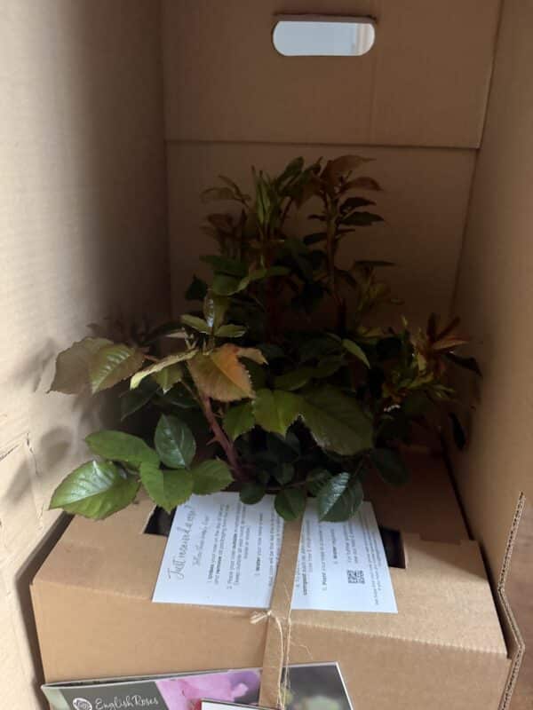 A Rose For Hayley - English Roses Gift
