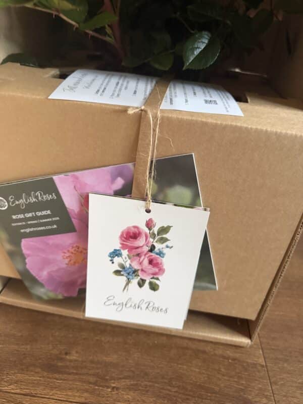 A Rose For Hayley - English Roses Gift