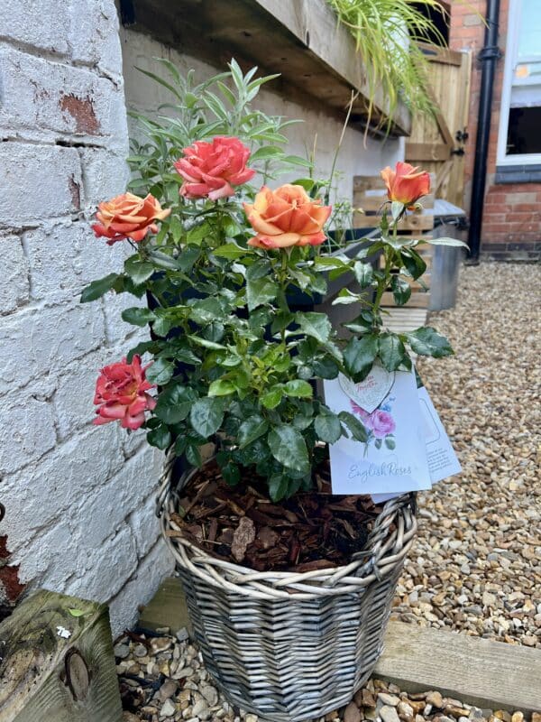 Remember Me Rose - Memory Gift