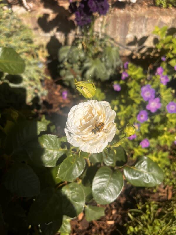 Precious Diamond Rose
