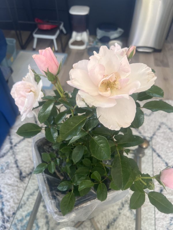 70th Birthday Rose Gift - Many Happy Returns Rose