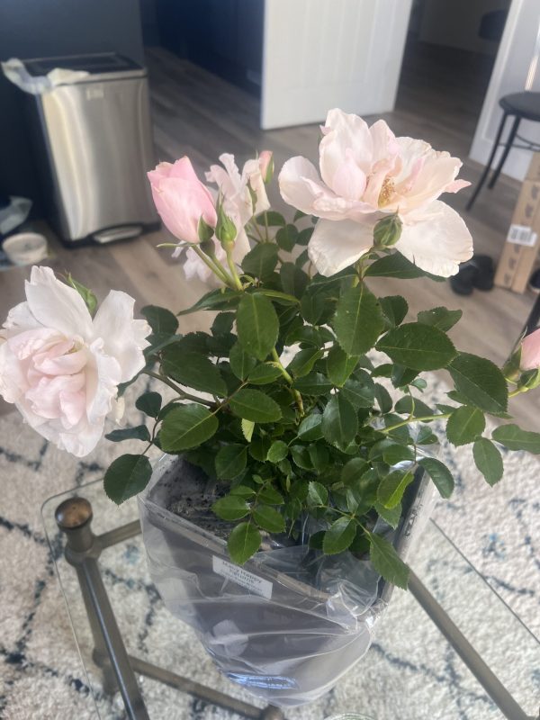 70th Birthday Rose Gift - Many Happy Returns Rose