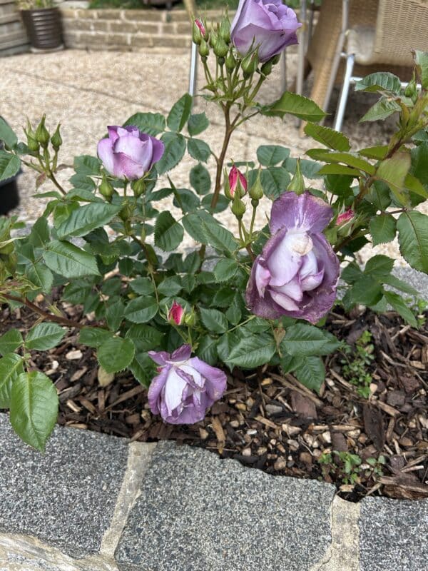 Honky Tonk Blues Rose