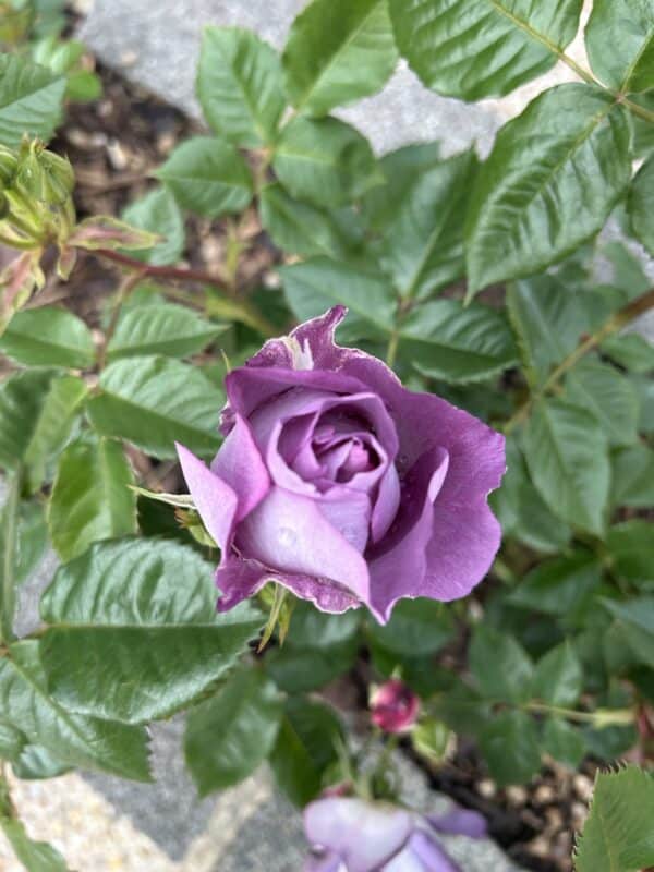 Honky Tonk Blues Rose