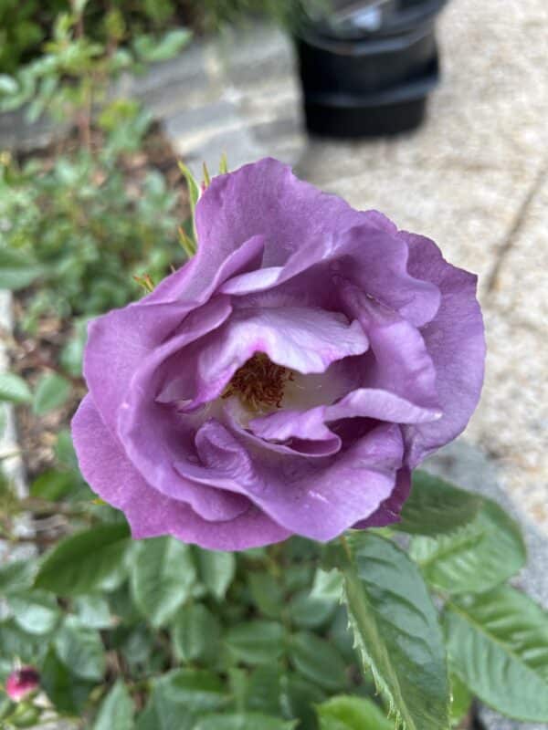 Honky Tonk Blues Rose