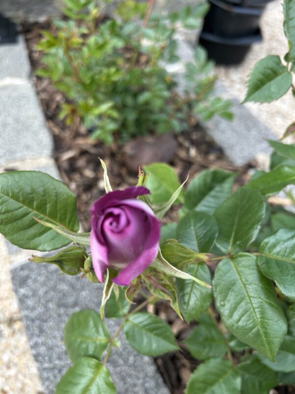 Honky Tonk Blues Rose
