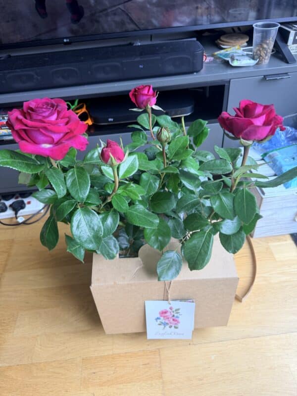 A Rose For Belle - English Roses Gift