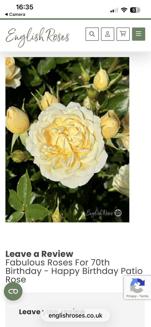 Fabulous Roses For 70th Birthday - Happy Birthday Patio Rose