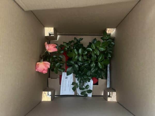 Summer Beauty Rose