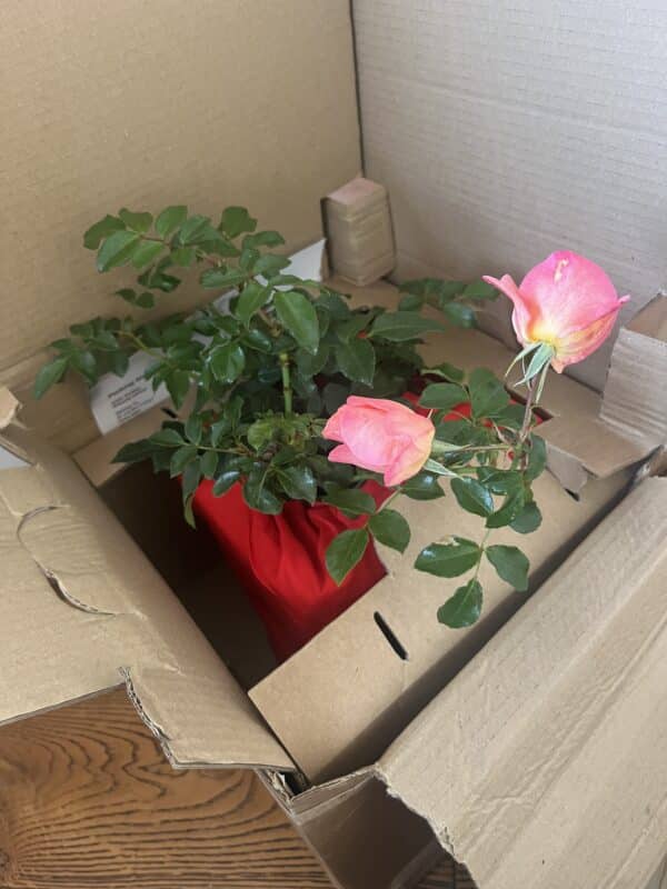 Summer Beauty Rose