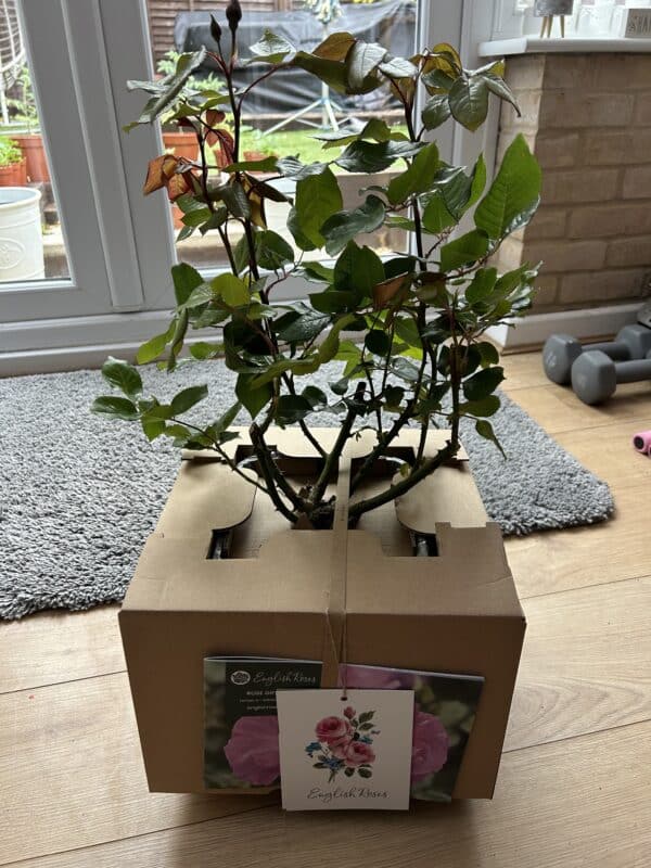 A Rose For Millie - English Roses Gift