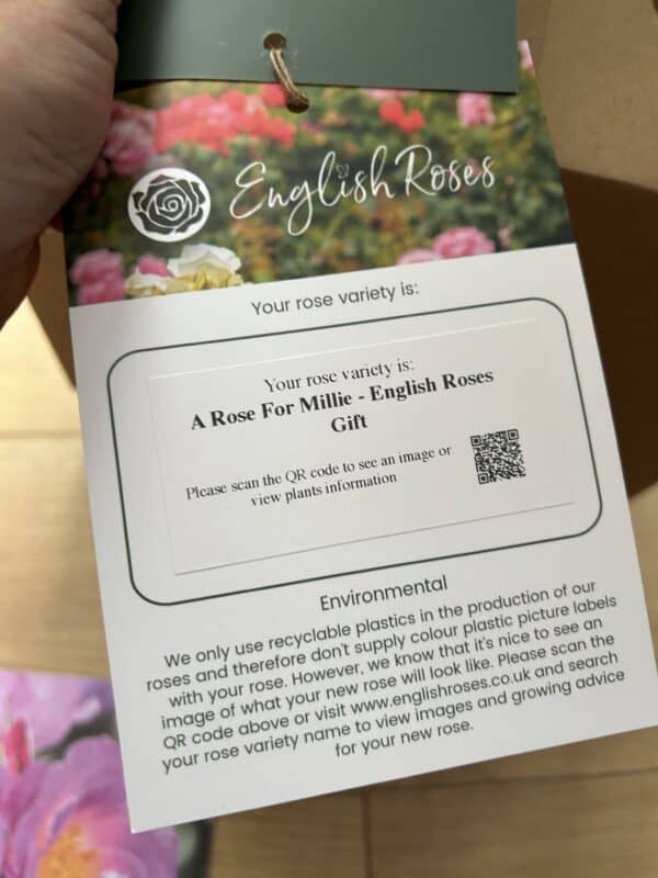 A Rose For Millie - English Roses Gift