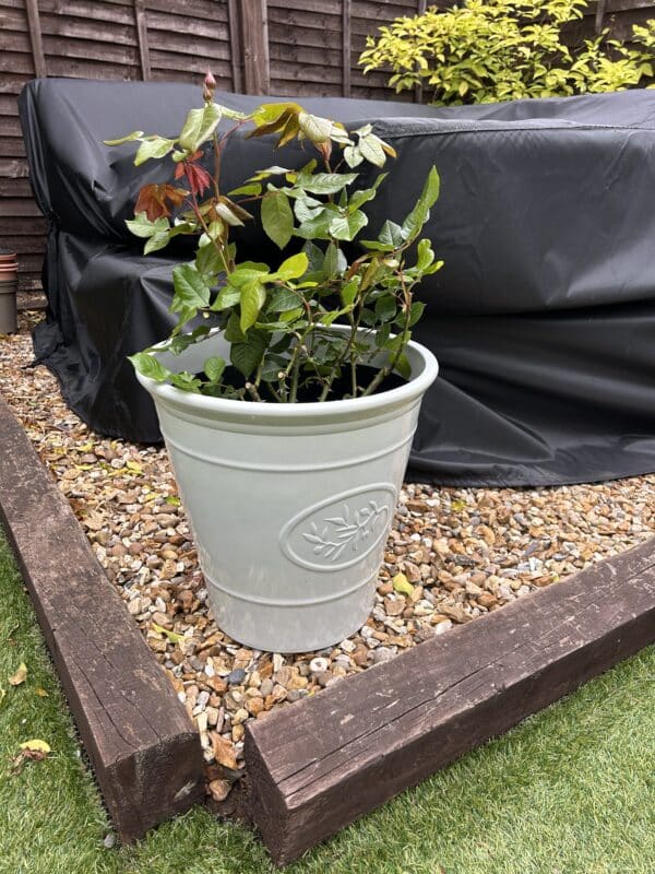 A Rose For Millie - English Roses Gift