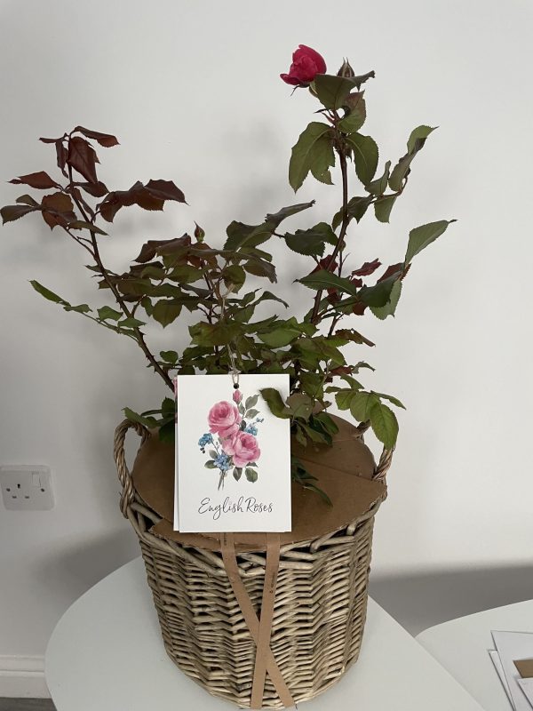 Scented Rose Gift In Memory Of Mum - English Roses Planted Basket