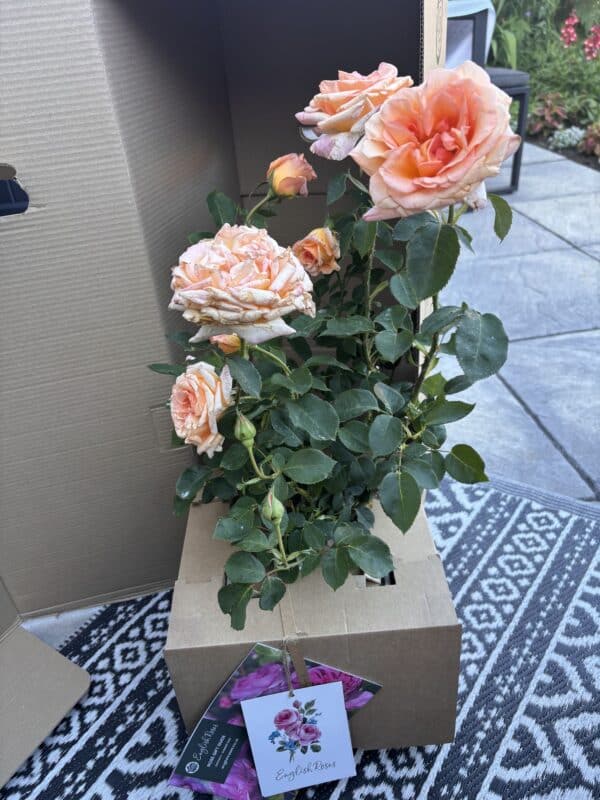 Special Occasion Rose