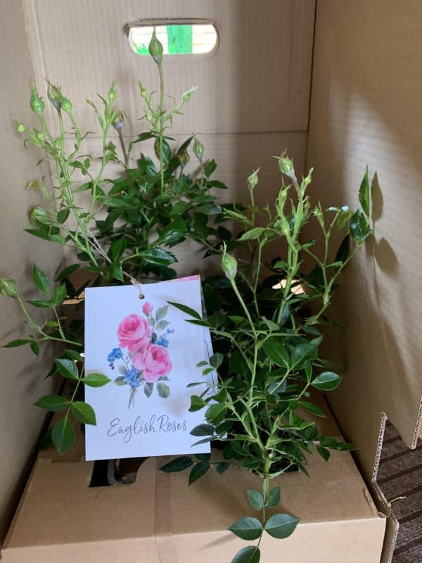 Warm Welcome Rose