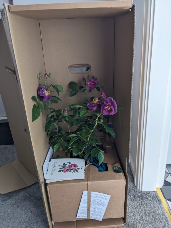 Rhapsody In Blue Rose - Gifts For 100th Birthday