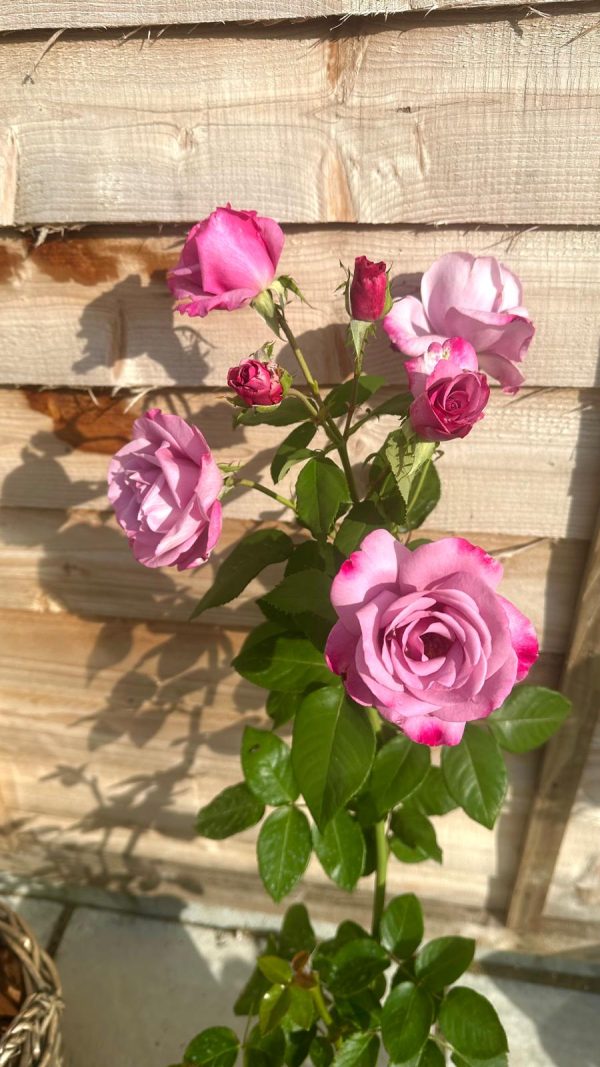 My Lovely Dad Rose - Dad Birthday Gift