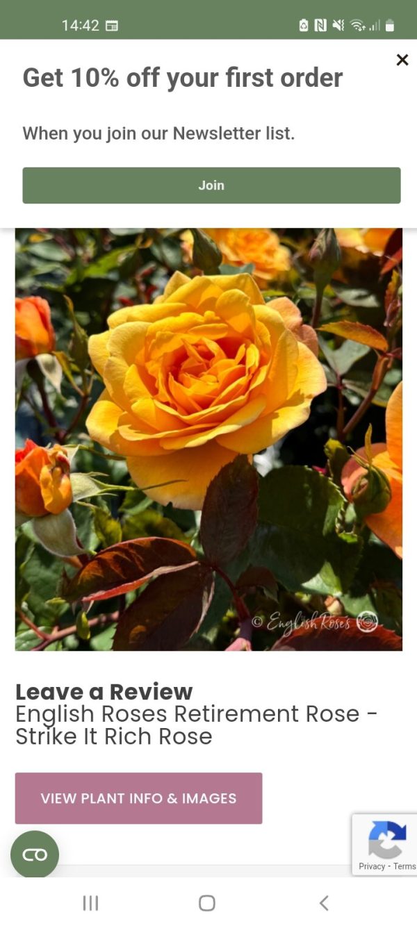 'English Roses' Greetings Card