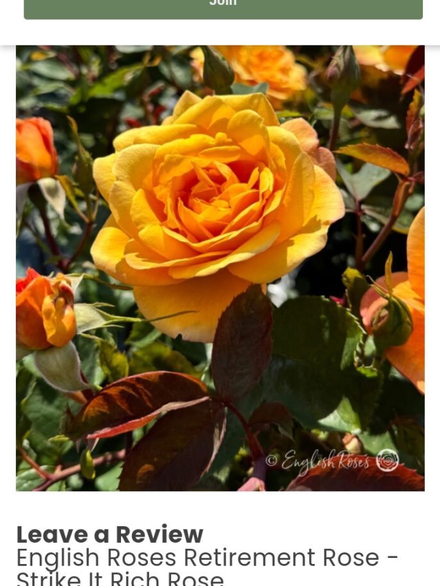 Einglish Roses 'English Roses' Greetings Card - FREE Gift Message Printing - English Roses