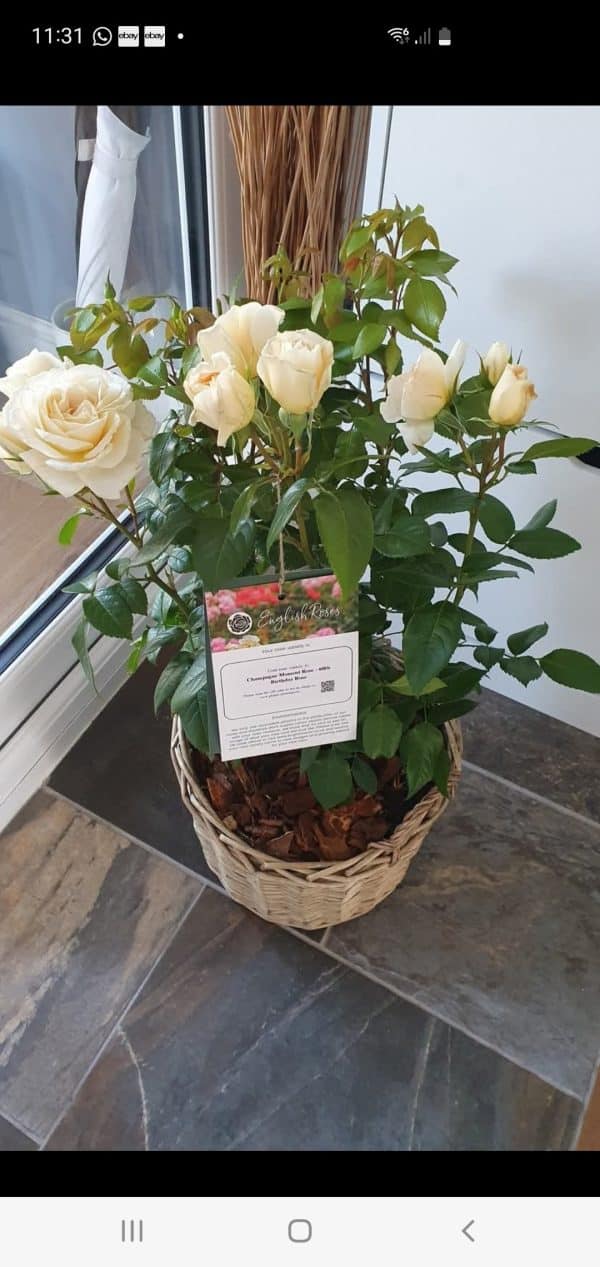 Champagne Moment Rose - 60th Birthday Rose