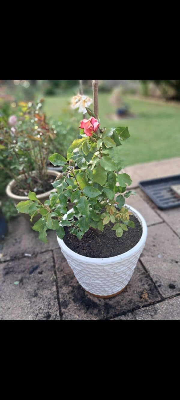 A Rose For Coco - English Roses Gift