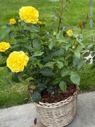 Never Forgotten Gift - Korresia Rose - English Roses