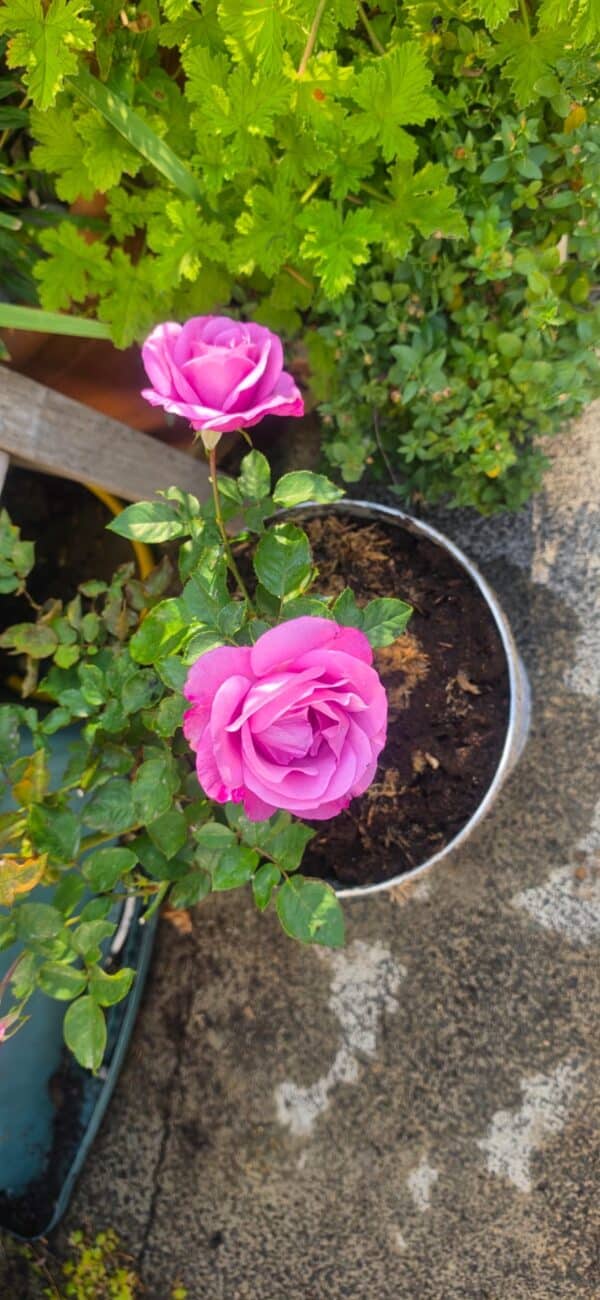 My Lovely Dad Rose - Memorial Gifts for Dad