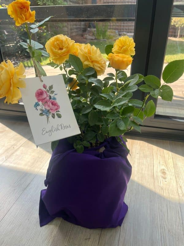 Absolutely Fabulous Rose