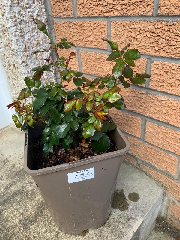 Mamma Mia Rose