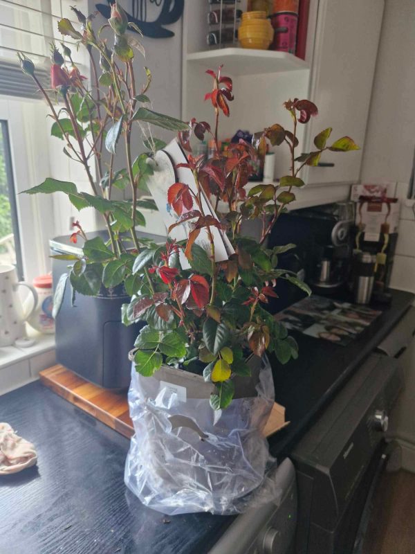 Warm Wishes Rose - Memorial Gifts for Loss of Mother