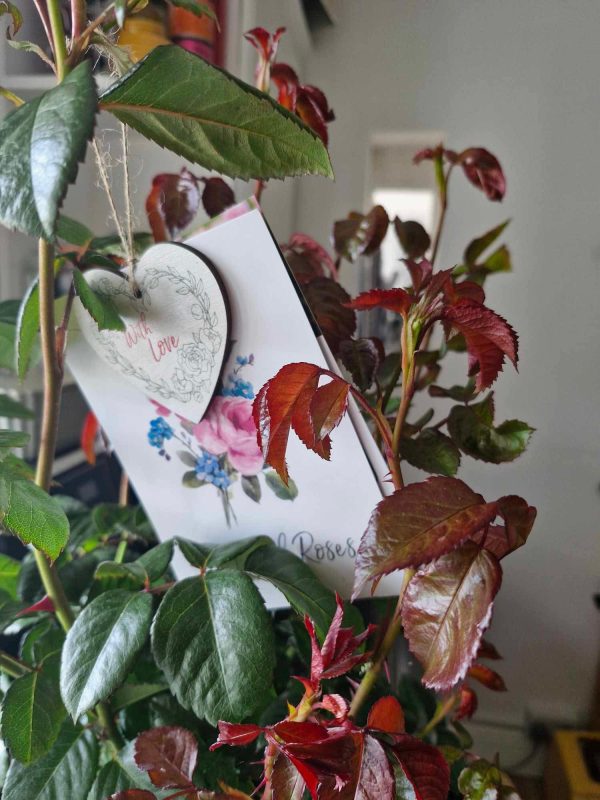 Warm Wishes Rose - Memorial Gifts for Loss of Mother