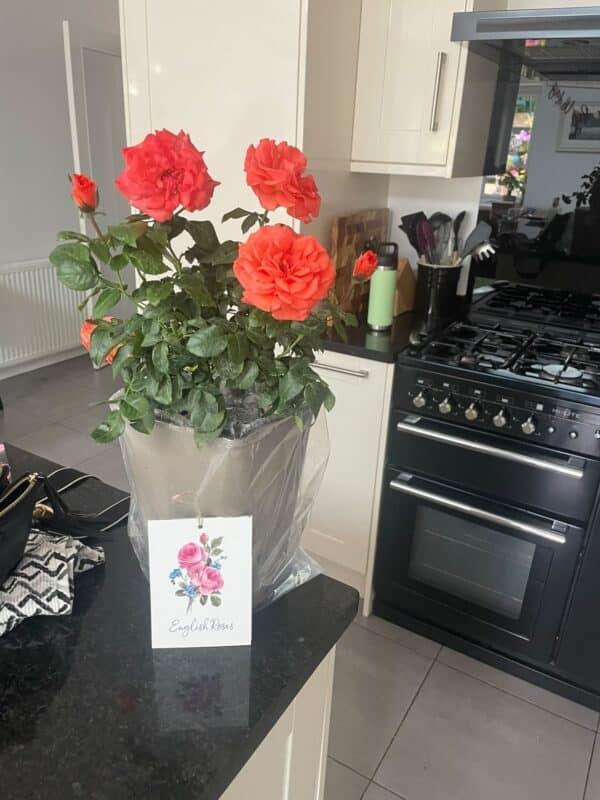 For You With Love Rose - Wedding Anniversary Rose