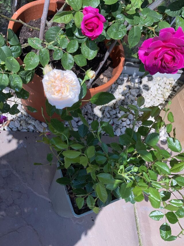 Remember Roses A Rose for Remembering Mum - Timeless Cream Rose - English Roses