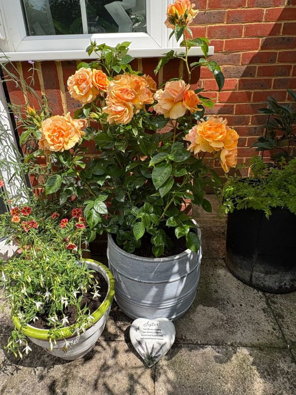 Fabulous Roses For 40th Birthday - Fragrant Delight Rose