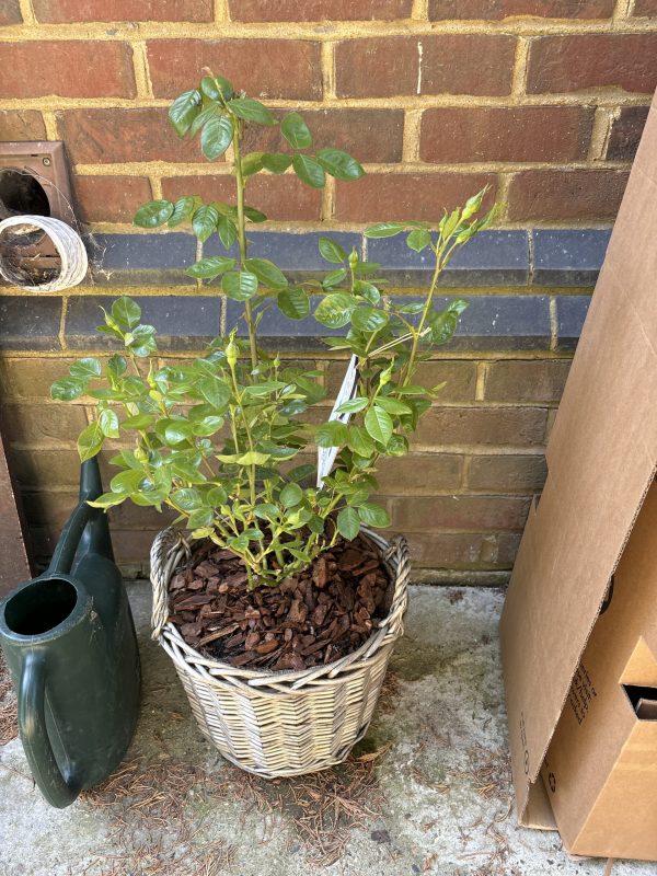 50th Birthday Rose In Large Willow Basket