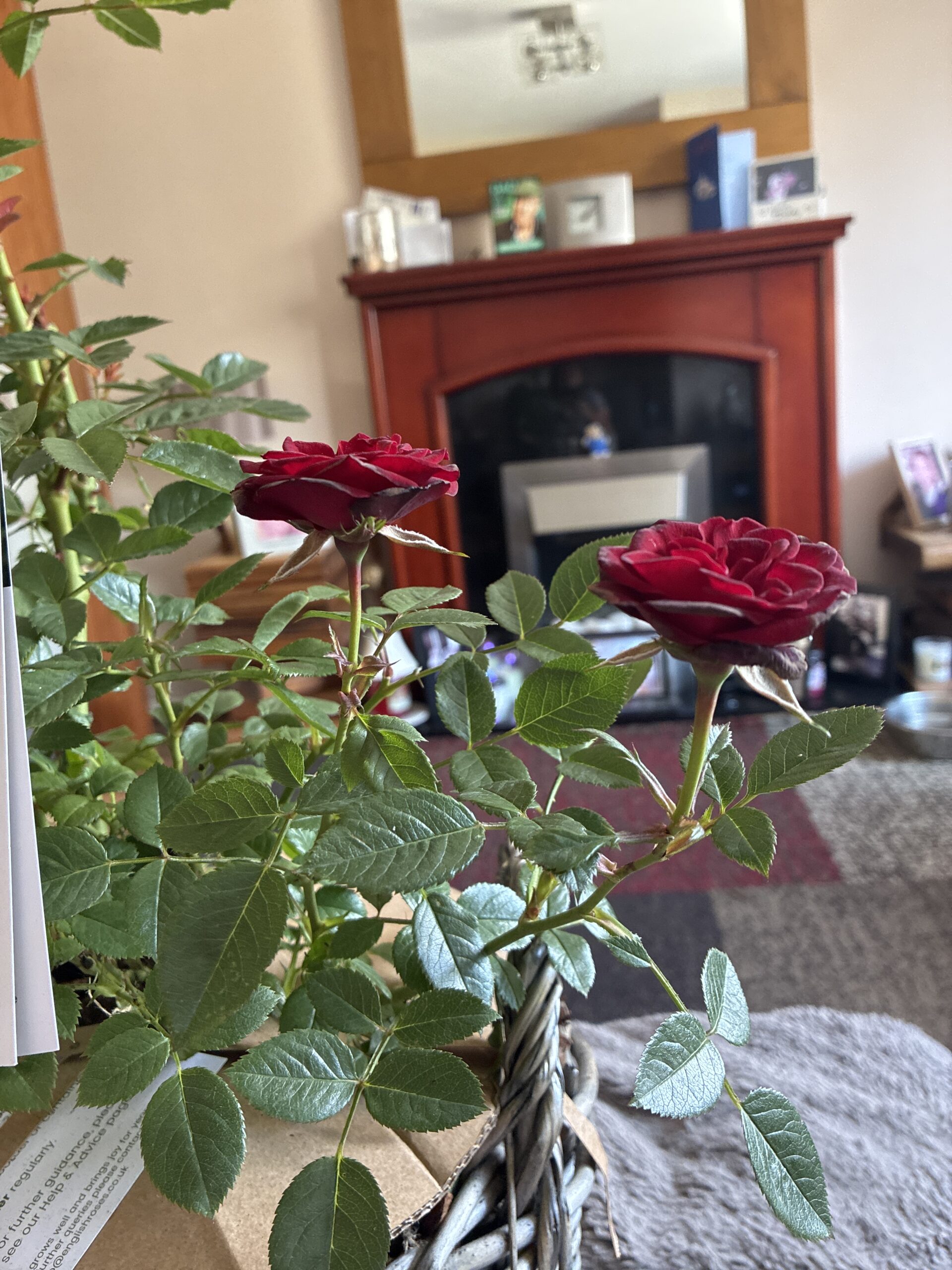 Large Willow Basket - Gift Plant Your Rose