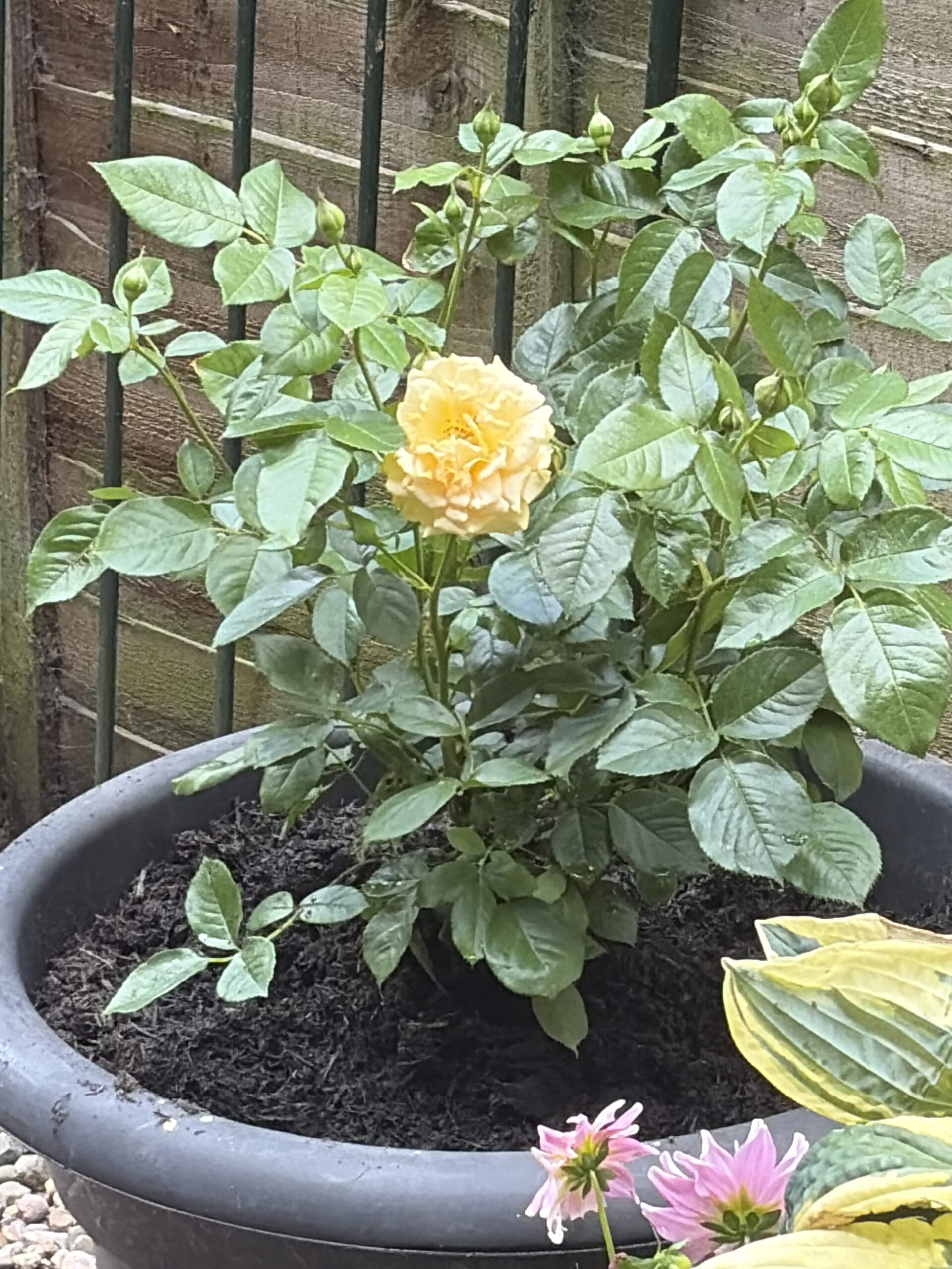 Soul Mate Rose