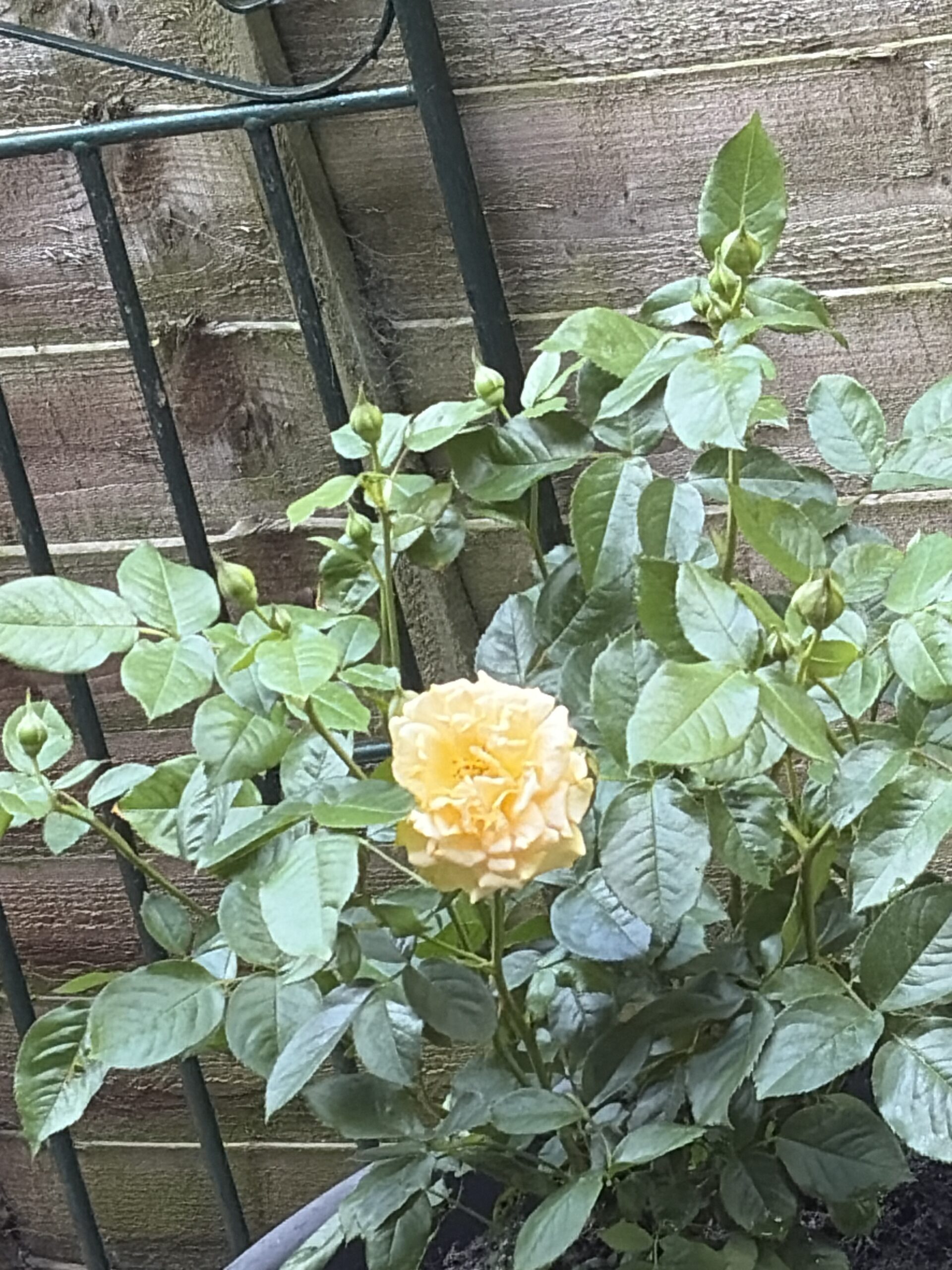 Soul Mate Rose