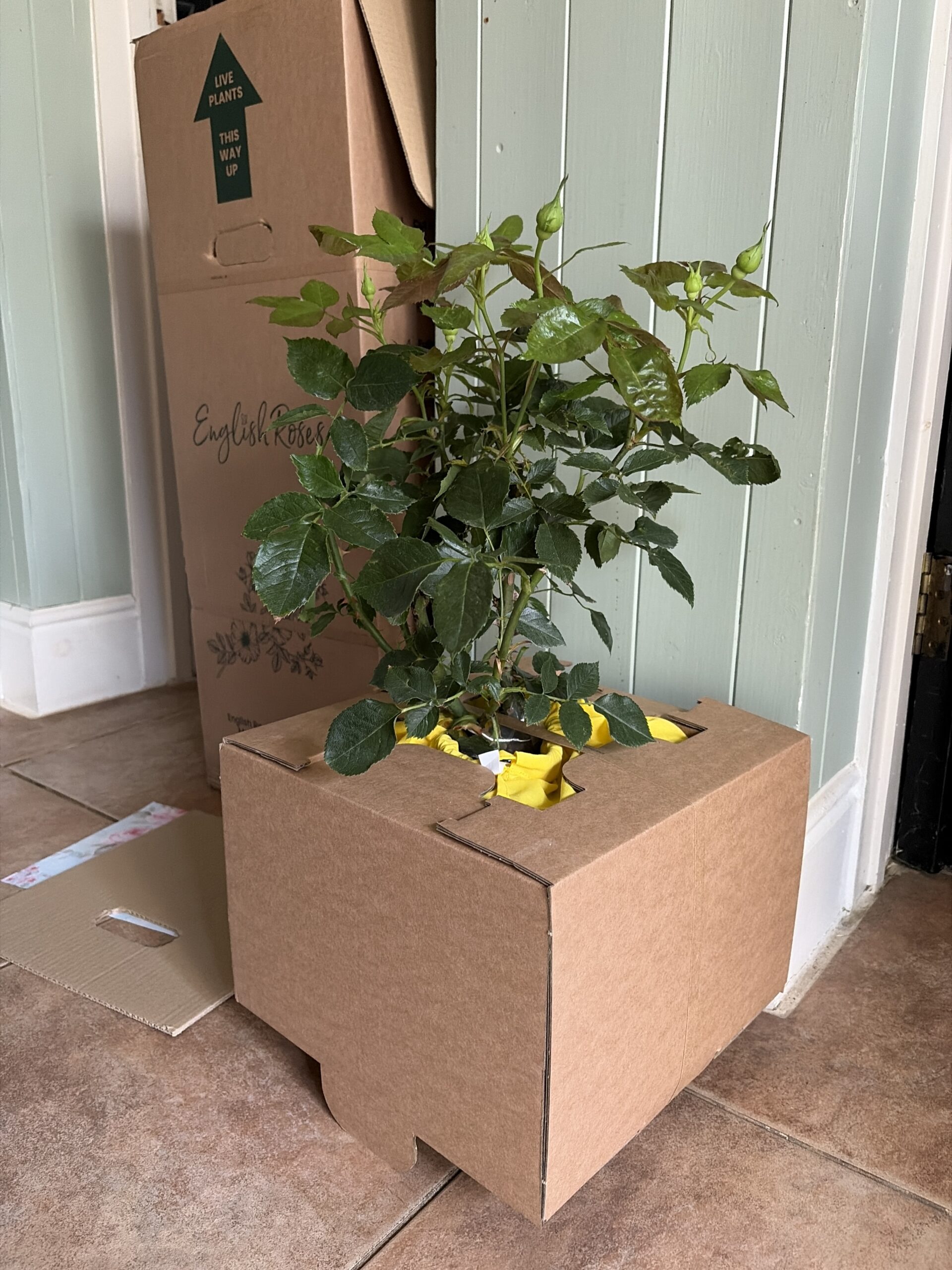 Bobby Dazzler Rose