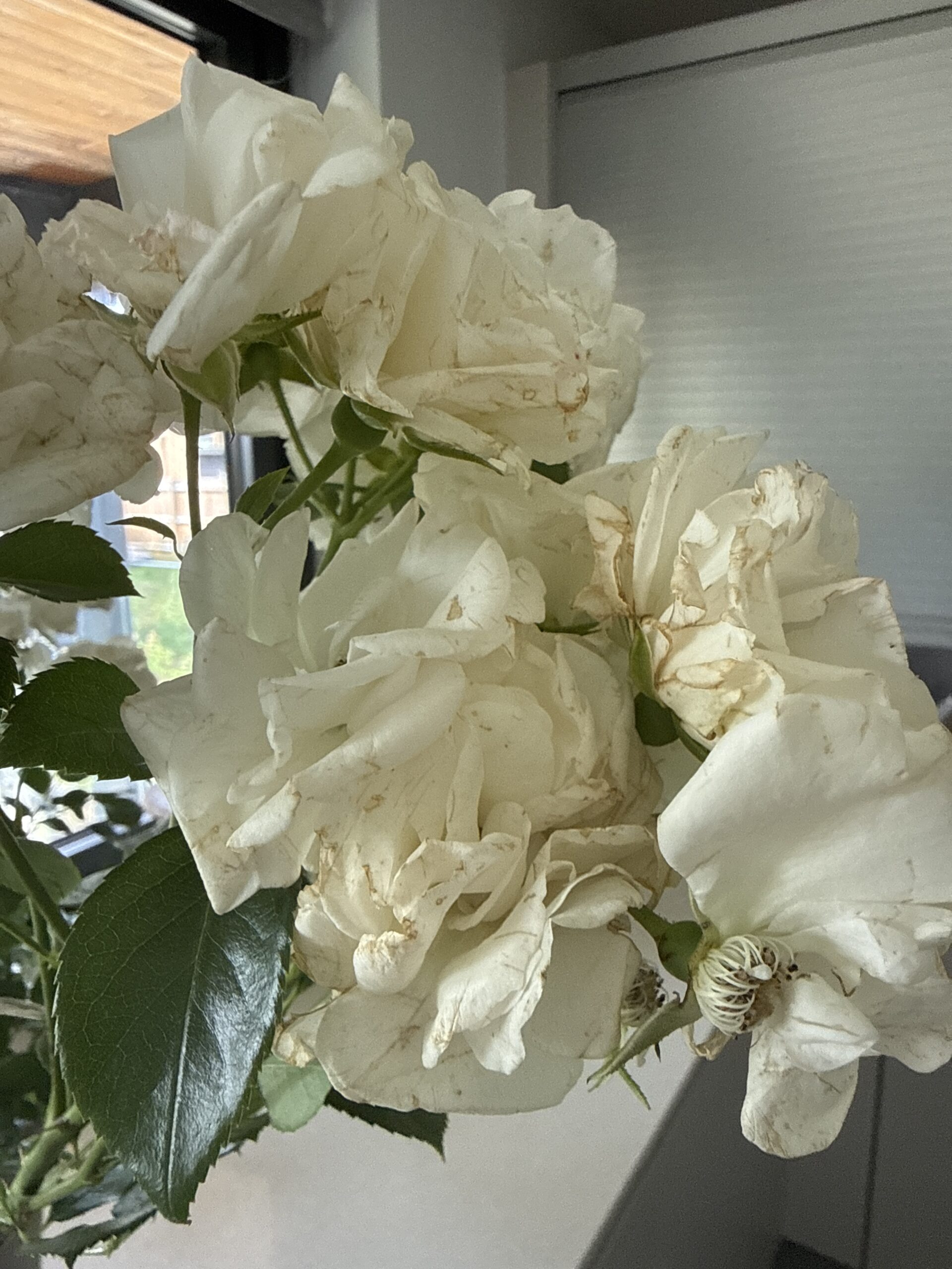 Glacier Magic Rose - 25th Wedding Anniversary Gift