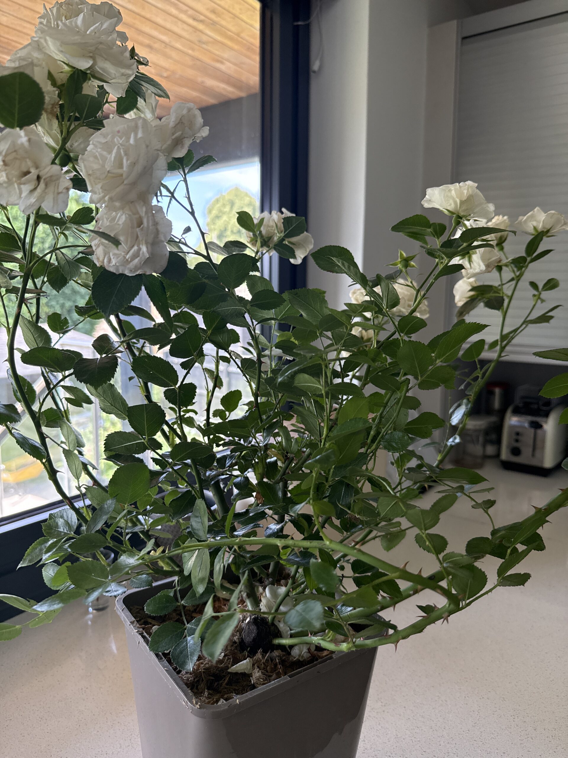 Glacier Magic Rose - 25th Wedding Anniversary Gift