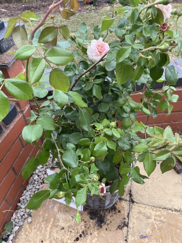 Pearl Rose