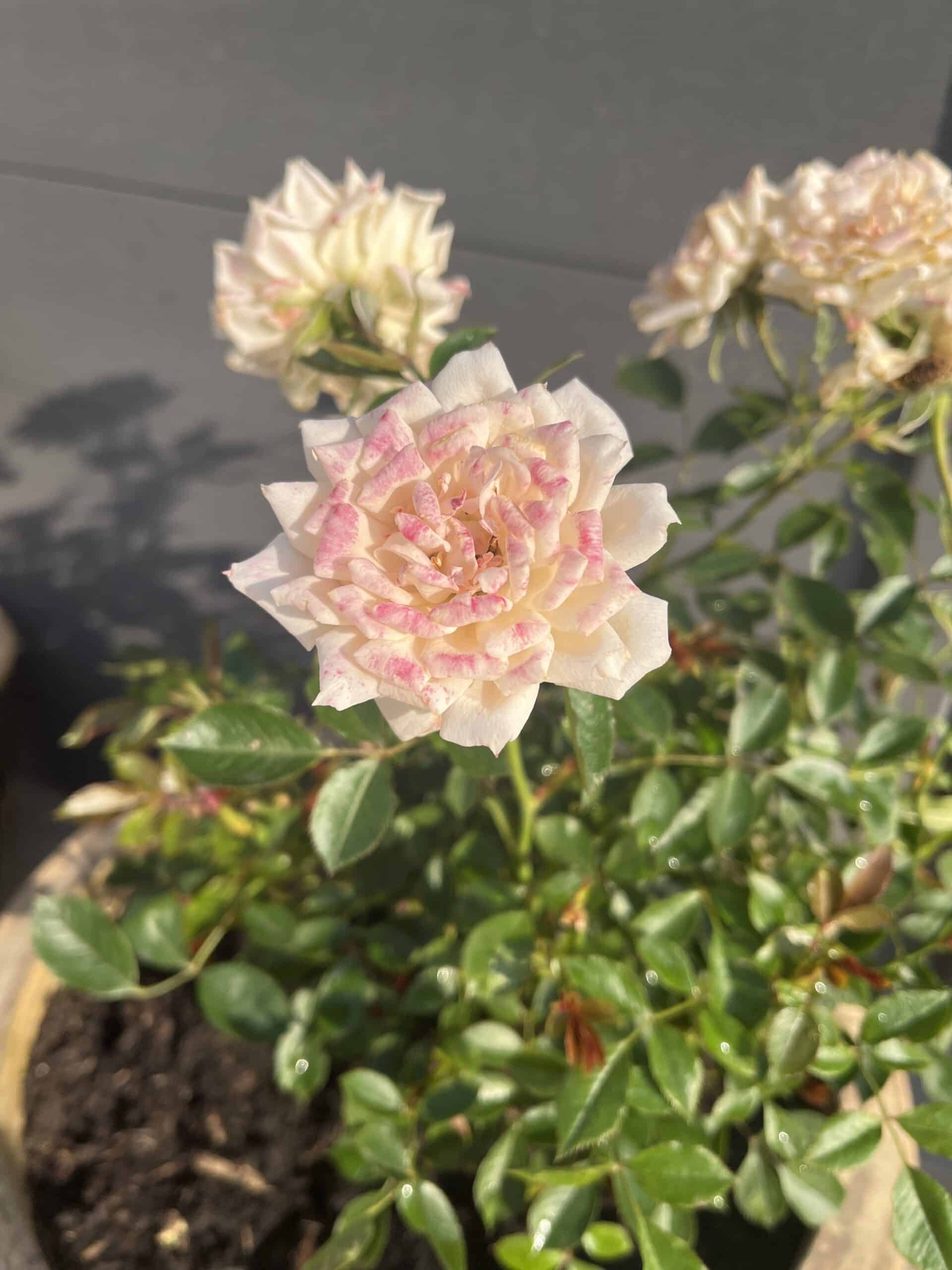 Fond Memories Rose